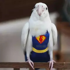 Lavável papagaio fralda, pássaro fisiológico fralda, calopsita, pombos, pequeno médio grande pet aves roupas terno voo, fralda - Wolf Magazine