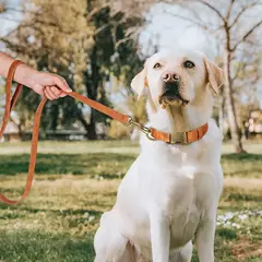 Ajustável coleira de couro PU e trela, durável pet coleiras, chumbo corda, colar macio, pequeno, médio, cães grandes, buldogue - loja online