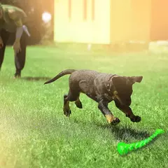 Imagem do Brinquedo interativo para treinamento de cães de estimação, bastão molar engraçado, borracha forte, durável, brinquedo limpo, tamanho longo, brinquedo de mastigar para meduim grande