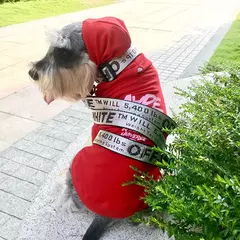 Coleira de nylon para cães, coleira para animais de estimação, ajustável, moderna e durável, cinto de segurança, seguro, pequeno, médio, acessórios para cachorros - loja online