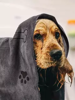 Toalha de secagem rápida de microfibra para cães e gatos, Toalha de banho, Absorvente, Puppy Medium Products, Pet Bath Products na internet