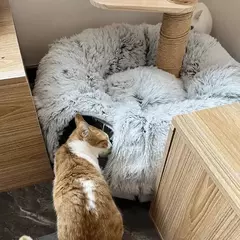 Cama de gato de pelúcia com túnel para gatos internos Cama de túnel de gato multifuncional com olho mágico Cama de gato de rosquinha fofa com túnel - comprar online