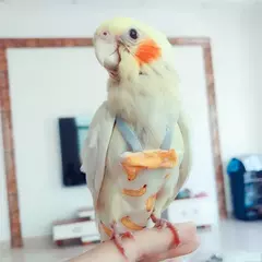 Papagaio pombo fralda terno de vôo pássaro fralda papagaio roupas para bochecha verde periquito cockatiel conure pequenos pássaros médios - Wolf Magazine