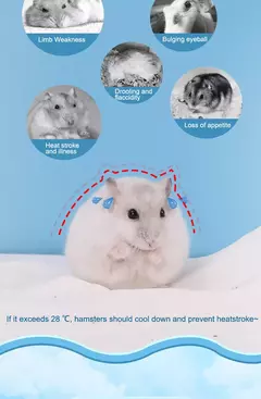 Ninho de hamster hideaway casa primavera verão urso dourado ninho de dormir resfriamento verão abrigo calor pequena casa dormir - Wolf Magazine