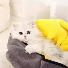 Toalha de banho para animais de estimação, microfibra macia, absorvente, toalha para cachorro, gato, pano de limpeza, produtos para animais de estimação em miniatura - comprar online