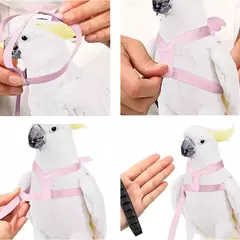 Imagem do Papagaio voando arnês trela terno animal de estimação pássaro ao ar livre treinamento de vôo corda cockatiel suprimentos arara acessórios coisas para papagaio