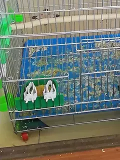 Bonito pequeno animal de estimação pássaro titular comida papagaio frutas legumes clipe choco osso alimentador dispositivo braçadeira gaiola acessórios ouiseaux - Wolf Magazine