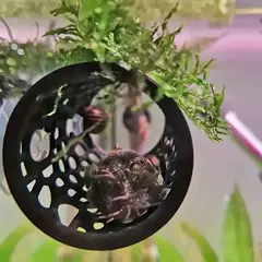 1 pc betta túnel de peixes brinquedo oco tubo de dormir com ventosa betta rede escondido tubo de descanso para decorações de tanque de peixes - Wolf Magazine