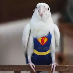 Fralda de papagaio bonito pássaro fralda fisiológica cockatiel pombos pequeno médio grande animais de estimação aves terno de vôo roupas fralda lavável - comprar online