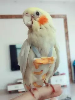 Fralda de papagaio com gravata borboleta, fofa, colorida, fruta, floral, cockatiel, pombos, pequeno, médio, grande, animais de estimação, pássaros, roupa de vôo, lavável - comprar online