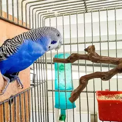 Pet pé vara uva selvagem pólo de madeira papagaio cockatiel periquito estação placa mordida garra moagem brinquedo gaiola pássaro acessórios - comprar online
