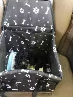 Bolsa de assento para transportar carros de cachorro, cesta à prova d'água, rede dobrável, bolsa para transportar animais de estimação, para cães pequenos, gatos, malha de segurança para viagem - comprar online
