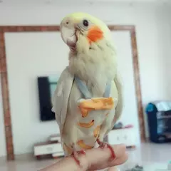 Fralda de papagaio com gravata borboleta, fofa, colorida, fruta, floral, cockatiel, pombos, pequeno, médio, grande, animais de estimação, pássaros, roupa de vôo, lavável - Wolf Magazine