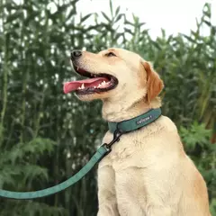 Coleira de couro personalizada para cães, coleira e coleira para animais de estimação, conjunto de coleira de couro durável para cães pequenos, médios e grandes na internet