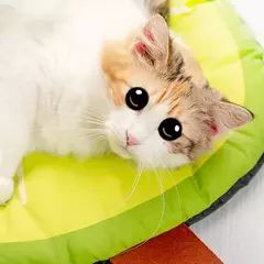 Nova cama resfriamento para cães, melancia, abacate, design, tapete macio, almofada para animais estimação pequenos - comprar online