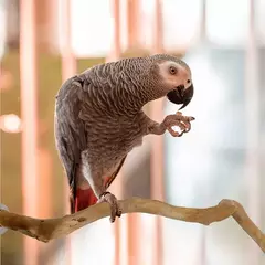 Pet pé vara uva selvagem pólo de madeira papagaio cockatiel periquito estação placa mordida garra moagem brinquedo gaiola pássaro acessórios - comprar online