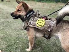 Coleira grande para cães, conjunto militar de arnês e coleira para treinamento de animais de estimação, arnês tático de pastor alemão para cães de todos os tamanhos - Wolf Magazine