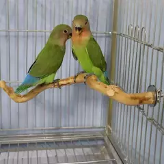 Imagem do Pet pé vara uva selvagem pólo de madeira papagaio cockatiel periquito estação placa mordida garra moagem brinquedo gaiola pássaro acessórios