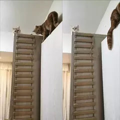 Escada de escalada para gatos, ponte para gatos, gaiola de sisal, corda de madeira, móveis para animais de estimação, gatinho, arranhador, poste, brinquedos, árvore