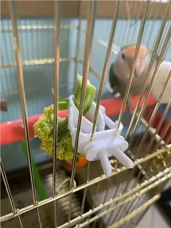Bonito pequeno animal de estimação pássaro titular comida papagaio frutas legumes clipe choco osso alimentador dispositivo braçadeira gaiola acessórios ouiseaux - Wolf Magazine