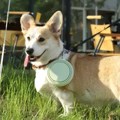 2 pçs dobrável pet silicone cão comida tigela de água acampamento ao ar livre viagem portátil dobrável suprimentos pratos com mosquetão na internet
