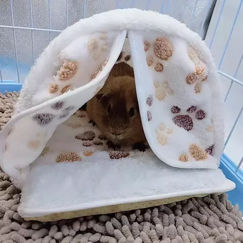 Nova casa de hamster para animais de estimação, camas quentes e macias, gaiola impressa de pelúcia para cobaia, esquilo, ratos, ratos, suprimentos para animais pequenos