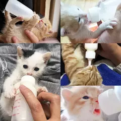 Kit de garrafa de alimentação para animais de estimação com estojo de armazenamento garrafas de enfermagem para gatinhos alimentador de leite para animais pequenos recém-nascidos, cães e gatos na internet