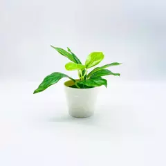 Imagem do Decorações De Plantas Em Vaso De Falso, Prateleiras Artificiais, Casa, Sala, Jardim, Escritório, Casamento, Quarto, Banheiro, Cena Acessórios