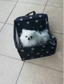 Bolsa de assento para transportar carros de cachorro, cesta à prova d'água, rede dobrável, bolsa para transportar animais de estimação, para cães pequenos, gatos, malha de segurança para viagem na internet