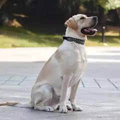 Conjunto de coleira e coleira para cachorro com pontas, coleira de couro com rebite ajustável para caminhada ao ar livre - Wolf Magazine