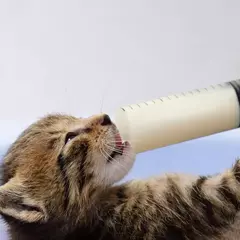 Alimentação Seringa Cola Enchimento e Medição Seringa, Nutriente Saúde Estéril Sem Agulha, Rega de reenchimento para alimentação animal, 100ml - comprar online