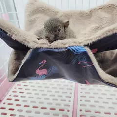 Rede quente de dupla camada para hamster, camas suspensas para animais de estimação, furão, cobaia, animais pequenos, chinchila, esquilo, gaiola de pelúcia - comprar online