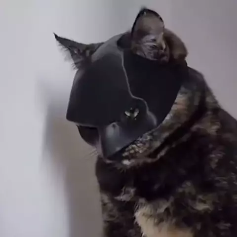 Presente preto morcego gato avenger máscara fosco textura legal máscara de morcego super-herói bonito brinquedos para animais de estimação para gatos e cães máscara para halloween cosplay