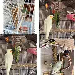 Alimentador de papagaio de aço inoxidável, durável, dispositivo de alimentação de pássaros ao ar livre, design espiral, cesta de frutas naturais para animais de estimação pequenos - comprar online