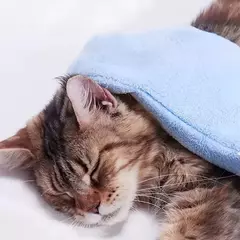 1/2 pçs luvas de cuidados para animais de estimação secagem rápida cão gato toalha de banho dupla face microfibra macia filhote de cachorro gatinho banho ferramentas de limpeza - loja online
