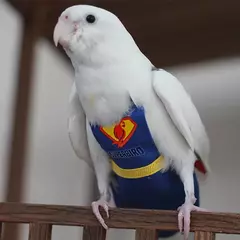 Fralda de papagaio bonito pássaro fralda fisiológica cockatiel pombos pequeno médio grande animais de estimação aves terno de vôo roupas fralda lavável - Wolf Magazine