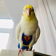 Lavável papagaio fralda, pássaro fisiológico fralda, calopsita, pombos, pequeno médio grande pet aves roupas terno voo, fralda na internet