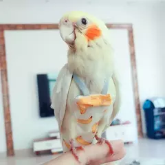 Imagem do Papagaio fralda vôo terno fralda roupas papagaio periquito pombo médio grande animal de estimação pássaro