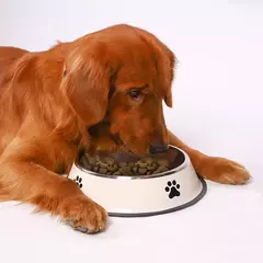 Imagem do 1pc de aço inoxidável tigela para animais de estimação tigela de comida para cães multi-especificação anti-queda tigela de comida tigela de alimentação para animais de estimação suprimentos