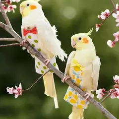 Fraldas laváveis para papagaio, roupas de bolso para animais de estimação, pássaros, roupas fofas, gravata borboleta, alça de renda, luz para animais de estimação, roupas de voo, suprimentos para pássaros - comprar online
