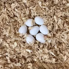 10/1 pçs plástico simulação realista ovos de pássaro pombo codorna ovo falso ferramentas avicultura ninho incubação ovos accesorios para pajaros