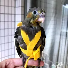 Papagaio voando arnês trela terno animal de estimação pássaro ao ar livre treinamento de vôo corda cockatiel suprimentos arara acessórios coisas para papagaio