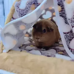 Imagem do Nova casa de hamster para animais de estimação, camas quentes e macias, gaiola impressa de pelúcia para cobaia, esquilo, ratos, ratos, suprimentos para animais pequenos