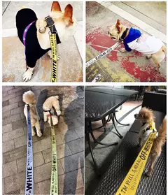 Coleira de nylon para cães, coleira para animais de estimação, ajustável, moderna e durável, cinto de segurança, seguro, pequeno, médio, acessórios para cachorros - loja online