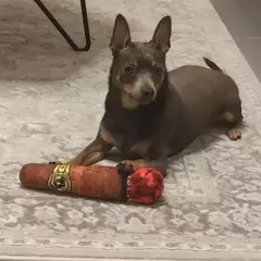 Cão interativo conjunta som filhote de cachorro brinquedos charuto para pequenos resistente rangido cães indestrutível cão de pelúcia mascar brinquedo pet mordida brinquedos