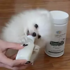 6/4/1 pçs ferramenta de alimentação do filhote de cachorro mini mamilo gato substituição gatinho pet enfermagem pet garrafa de alimentação kits 60ml pequeno animal garrafa de leite - Wolf Magazine