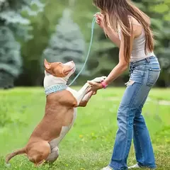 Conjunto de coleira e coleira para cachorro com pontas, coleira de couro com rebite ajustável para caminhada ao ar livre - Wolf Magazine