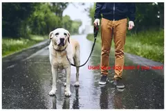 Coleira sólida anti-choque dois em um para cães, cinto de segurança para animais de estimação com clipe, cinto de segurança para banco traseiro, coleira para gatinhos, acessórios para animais de estimação na internet