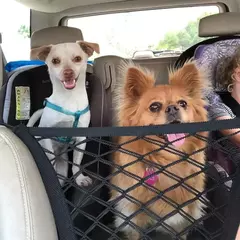 Pet proteção net, cão segurança net, saco de armazenamento, malha, viagens, isolamento, banco traseiro, barreira de segurança, para cachorro, acessórios do carro - loja online