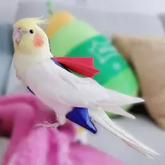 Fralda de papagaio bonito pássaro fralda fisiológica cockatiel pombos pequeno médio grande animais de estimação aves terno de vôo roupas fralda lavável - loja online